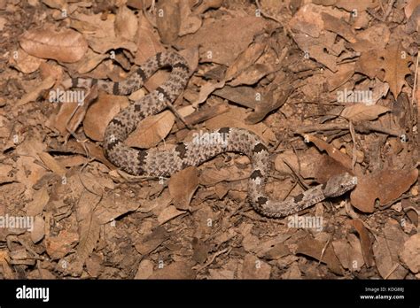 Banded Rock Rattlesnake (Crotalus lepidus klauberi) from Cochise County ...