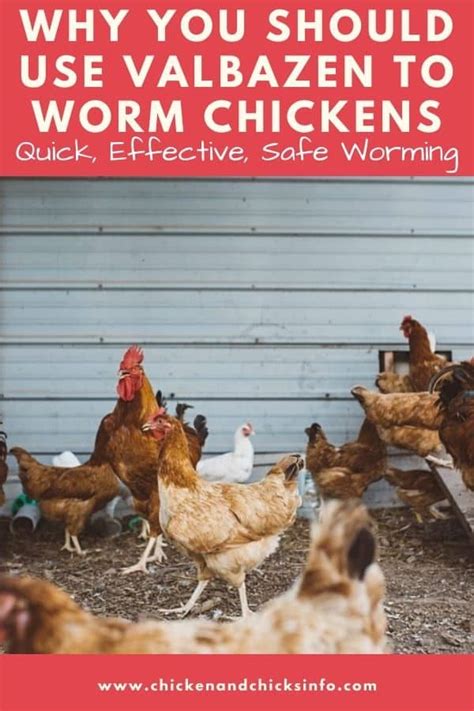 Valbazen for Chickens: Safe and Effective Dewormer - Chicken & Chicks Info