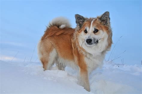 Free Images : snow, cold, winter, fur, whiskers, snout, dog breed, shiba inu, akita inu, dog ...