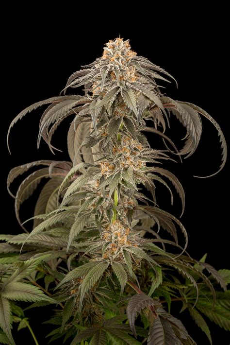 Purple Afghan Kush – Buy Purple Afghan Kush feminized cannabis seeds