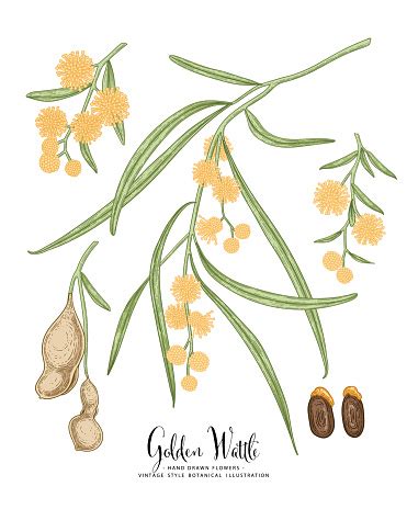 Vector Sketch Golden Wattle Decorative Set Flowersleavespods Hand Drawn Botanical Illustrations ...