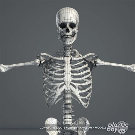3d human skeletal