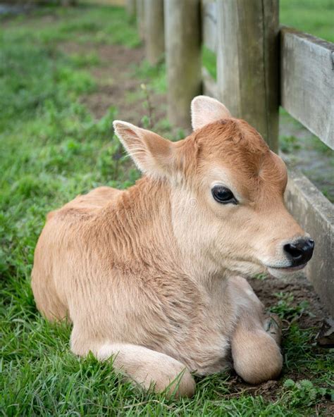 Jersey Cow Calf stockfoto. Bild von vieh, feld, koppel - 156369672