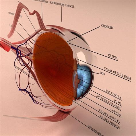 Human Eye Anatomy 3D Model Cross Section with all Eye parts Ready for ...