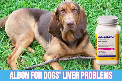 Can Albon Be Used For Treating Liver Problems In Dogs?