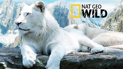 The Rare and Exotic Animals ” White Lions”-[HD]National Geographic[Full ...