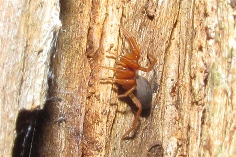 Orange Lungless Spiders from Reserva Biocultural Kaxil Kiuic, Yucatan, Mexico on July 7, 2012 at ...