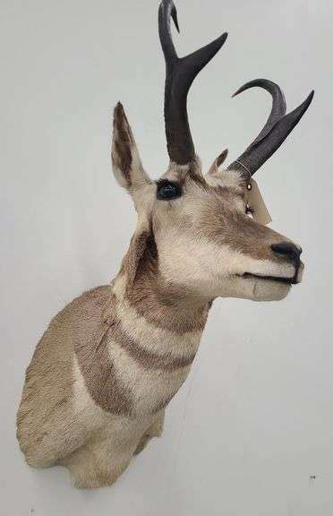 Pronghorn Antelope Head Mount - Kramer Auction LLC