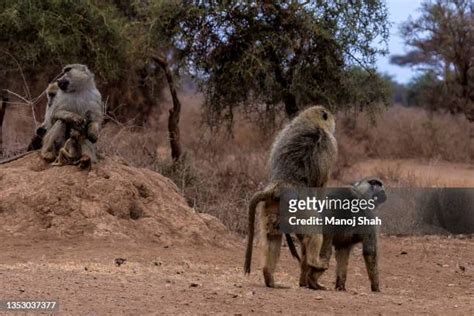 65 Mating Baboons Stock Photos, High-Res Pictures, and Images - Getty Images