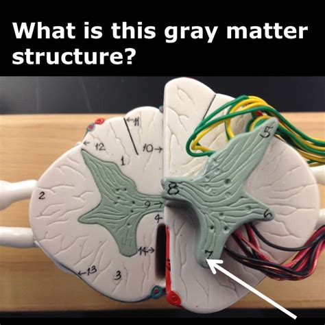 Level 42 - Spinal Cord and Neuron Models - Human Anatomy I - Memrise