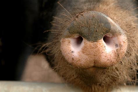 China swine virus an export opportunity