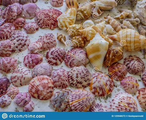 Sanibel Island Shells Royalty-Free Stock Image | CartoonDealer.com #125948272