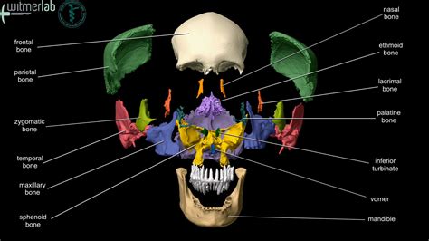 Anatomy Bones Learning Ou Hcom 3d Interactive Human Anatomy | Human body anatomy, Human skull ...