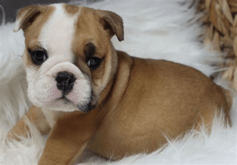 English Bulldog Puppies for Sale | Central Park Puppies