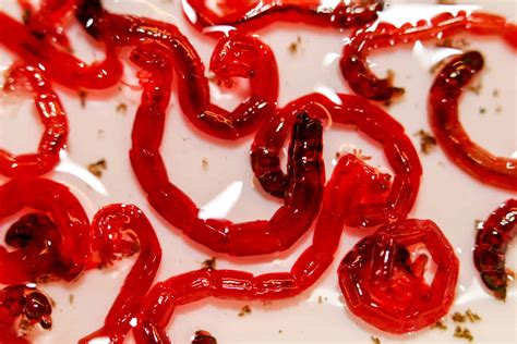 Bloodworms: The Best Aquarium Snack - Aquariadise