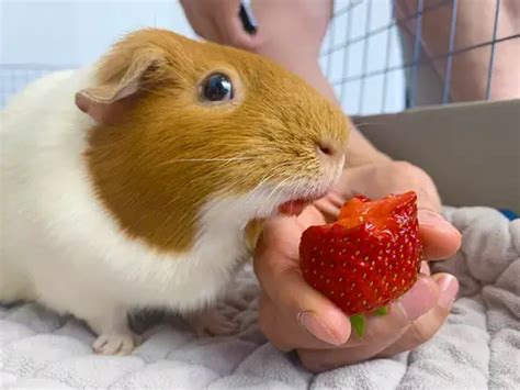 How Much Strawberry Can a Guinea Pig Eat - BroadPick