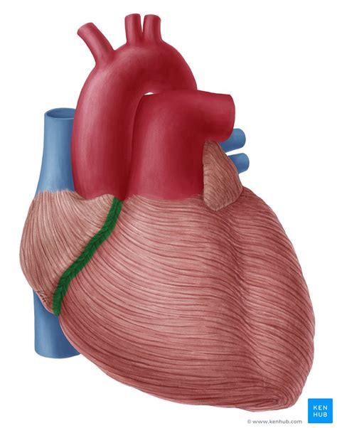 Coronary sulcus: Anatomy, contents and location | Kenhub