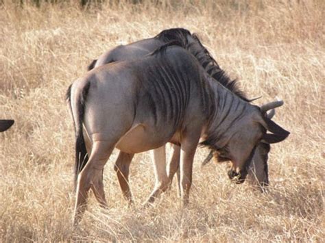 Paka Adventures: Predators and other creatures. Mikumi National Park ...