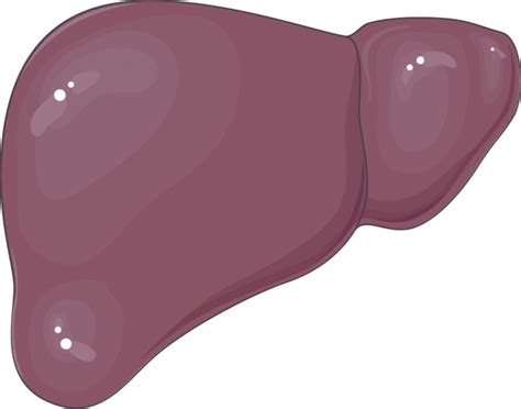 Causes of Hepatomegaly - almostadoctor