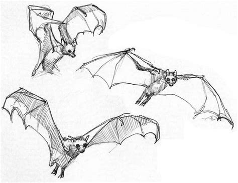 Fruit Bat Drawing at GetDrawings | Free download