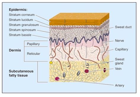 Skin Anatomy 101 | Skin anatomy, Layers of skin, Anatomy