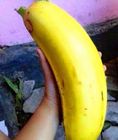 The Largest Banana In The World: Musa Ingens (Giant Highland Banana) - MetaEfficient