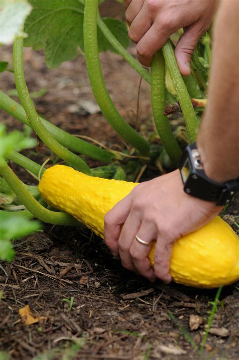 Squash for All Seasons – Plant Talk