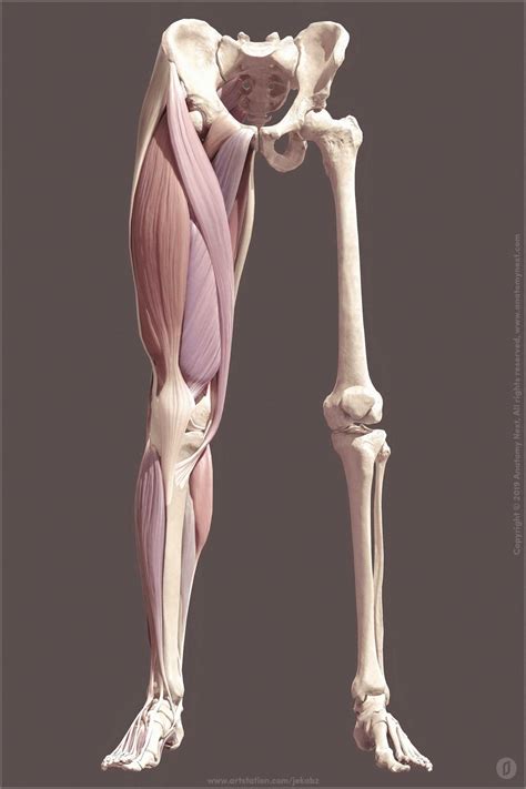 ArtStation Leg anatomy Jekabs Jaunarajs | Leg anatomy, Anatomy sculpture, Human anatomy art