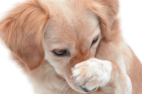 A dog covering his nose with his paw. Photography by ©kickers | Getty Images. | Smelly dog, Dog ...