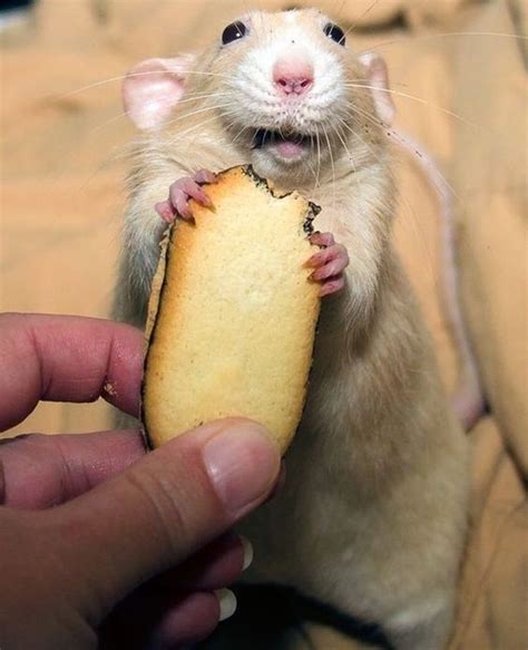 Pin by maya on smiling animals | Cute animals, Pet rats, Animals beautiful