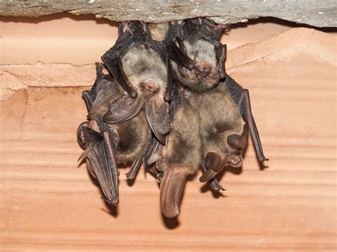 What are the Dangers of Bats? - Covenant Wildlife