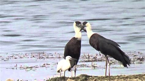 Breeding Behavior,Woolly necked stork, Male and Female or white necked stork closeup video - YouTube