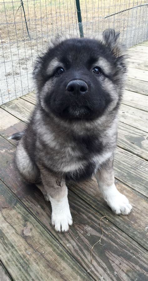 Caucasian Ovcharka Puppy | Caucasian shepherd dog, Cute dogs, Kittens and puppies