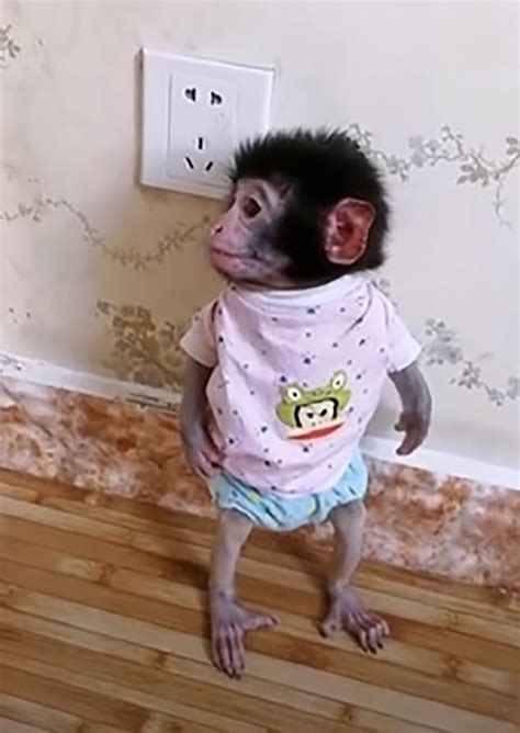 Baby monkeys are beaten and tortured to death in horrifying videos - Fashion Model Secret