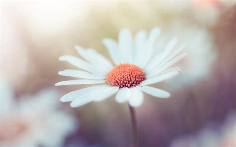 White flower macro photography, bokeh wallpaper | flowers | Wallpaper Better