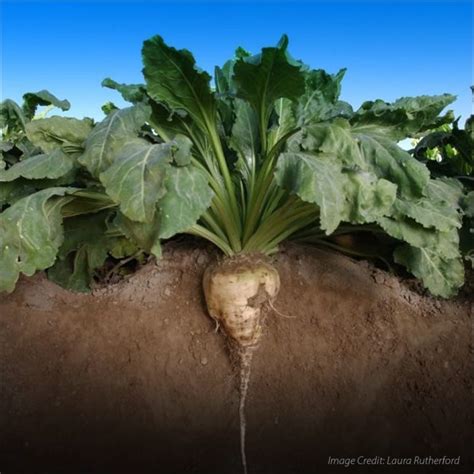 Farm Time Sugar Beet Facts - Running Horse Realty