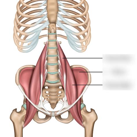 Iliopsoas Muscles Diagram | Quizlet