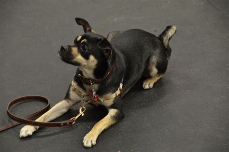NYC Dog Trick Training Class | Chihuahua Mix | Andrea Arden | Flickr