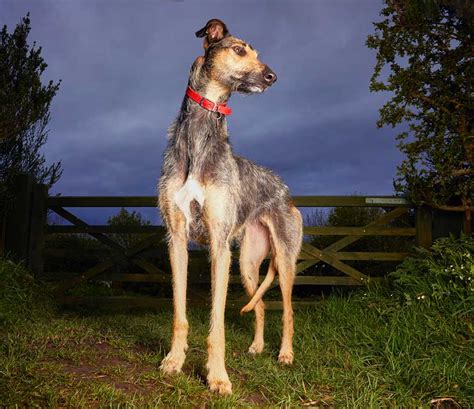 Lurcher | Dog Breed Info And Characteristics