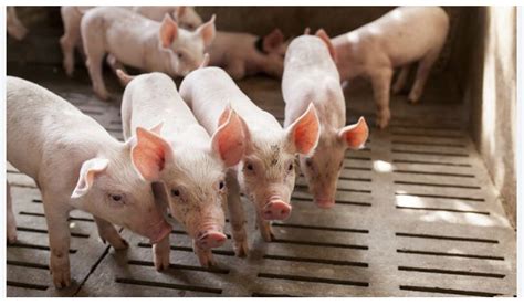 Pig Farming in Nigeria- 10 Practical Steps to Make Sucess | Business Anthem