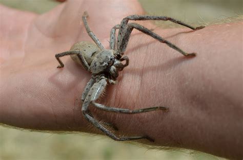 Giant Huntsman Huntsman Spider - Meanwhile In Australia Too Cool Giant ...