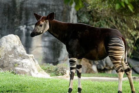 Congolese Forest Giraffe Added to List of Endangered Animals