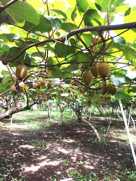 Kiwi Harvesting | Visit Shirakami Tread new ground – Shirakami Sanchi