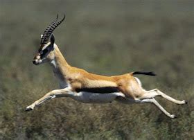 The Wildlife: Gazelle | Wildlife