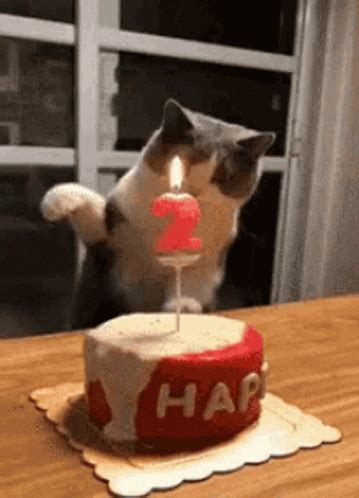 animated gif happy birthday cat gif Birthday cat happy gif cats funny ...