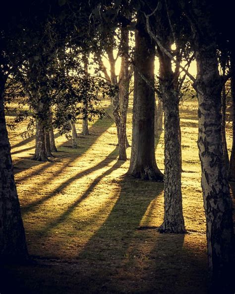 Tree shadows | Old trees, Tree, Beautiful places