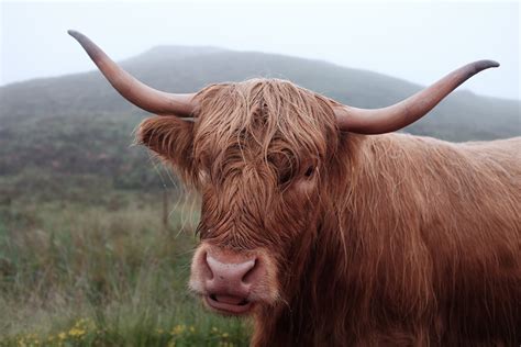 Free Images : grass, farm, countryside, animal, wildlife, horn, rural, cow, pasture, livestock ...