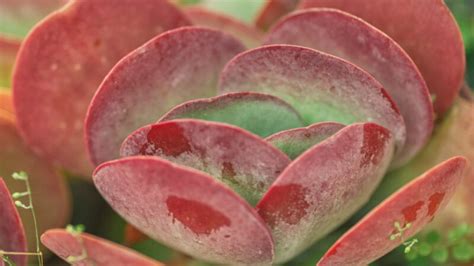 Kalanchoe Thyrsiflora | The Ultimate Paddle Plant Care Guide - School ...