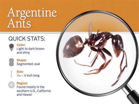 How Did Argentine Ants Invade The United States? - J&J Exterminating