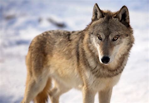 Judge restores protections for gray wolves across much of US - WPR